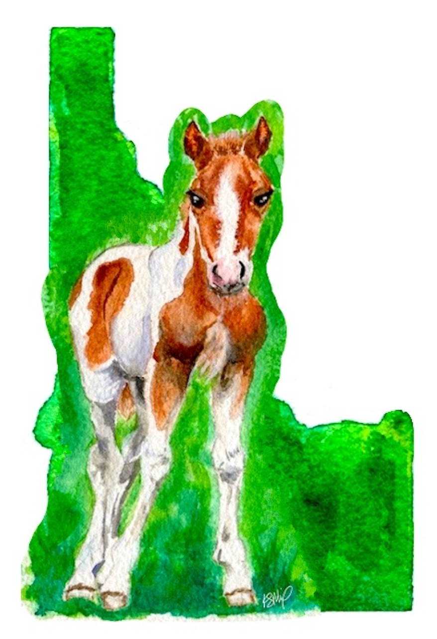 Spring Foal